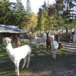 An einem sonnigen Tag stehen mehrere Lamas in einem eingezäunten Außengehege mit Bäumen und einem Holzschuppen im Hintergrund.
