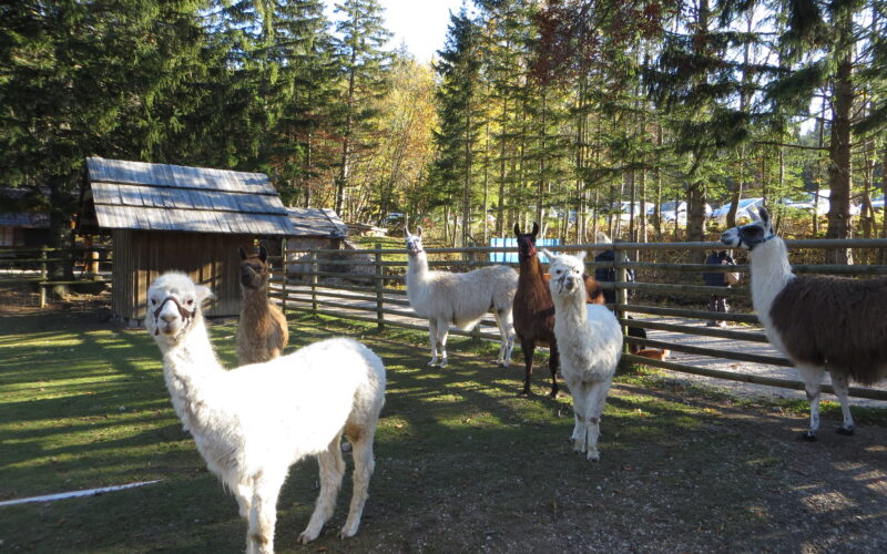 An einem sonnigen Tag stehen mehrere Lamas in einem eingezäunten Außengehege mit Bäumen und einem Holzschuppen im Hintergrund.