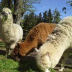 Drei Alpakas, ein weißes und zwei braune, fressen Gras in einem eingezäunten Außenbereich mit Bäumen und blauem Himmel im Hintergrund.