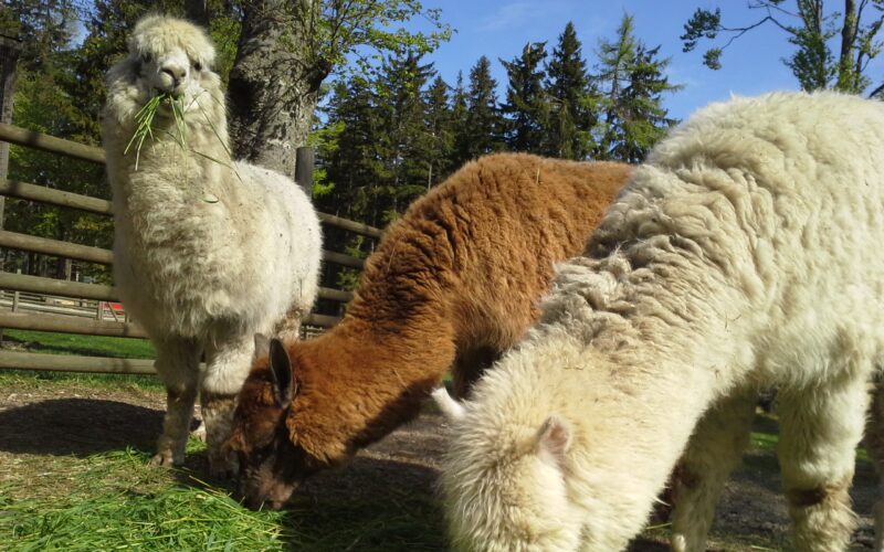 Drei Alpakas, ein weißes und zwei braune, fressen Gras in einem eingezäunten Außenbereich mit Bäumen und blauem Himmel im Hintergrund.