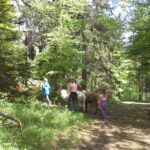 Vier Personen gehen mit drei Alpakas auf einem Waldweg, umgeben von grünen Bäumen und Sonnenlicht.