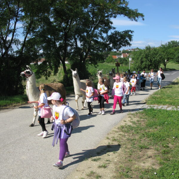 Eine Gruppe von Kindern geht auf einem gepflasterten Weg im Freien spazieren, begleitet von drei Lamas und mehreren Erwachsenen, mit Bäumen und Gebäuden im Hintergrund.