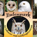 Eine Collage zeigt verschiedene Eulen, jede mit ihrer Art beschriftet, die ein zentrales Bild einer Eule umgeben, mit dem Text "Eulenpark" und "NÖ Falknerei- und Greifvogelzentrum".