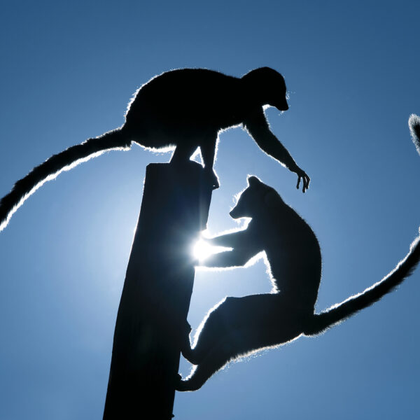 Zwei Lemuren mit langen Schwänzen zeichnen sich vor dem strahlend blauen Himmel ab, sie sitzen auf einem hohen Holzpfosten und strecken sich einander entgegen.