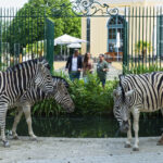 Vier Zebras laufen in der Nähe eines Teiches in einem eingezäunten Gehege, während vier Menschen außerhalb des Zauns vor einem Gebäude mit großen Fenstern stehen.