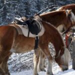 Zwei gesattelte Pferde mit braunem und weißem Fell stehen in einem verschneiten Wald und grasen in der Nähe einiger Äste auf dem Boden.