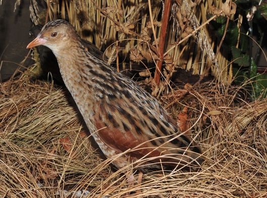 Ein Vogel mit braunem, schwarzem und beigefarbenem Gefieder steht zwischen trockenem Gras und vertrockneten Pflanzen.