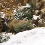 Zwei Rotfüchse sind teilweise zwischen schneebedeckten Baumstämmen und immergrünen Zweigen in einem Winterwald versteckt.