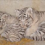 Zwei weiße Tigerbabys mit schwarzen Streifen liegen auf einem mit Stroh bedeckten Boden vor einer Betonwand, dicht nebeneinander und mit dem Gesicht nach vorne.