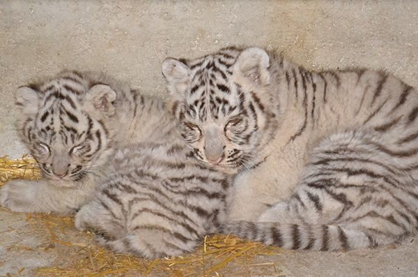 Zwei weiße Tigerbabys mit schwarzen Streifen liegen auf einem mit Stroh bedeckten Boden vor einer Betonwand, dicht nebeneinander und mit dem Gesicht nach vorne.