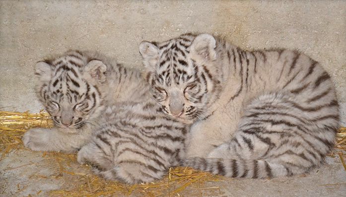 Zwei weiße Tigerbabys mit schwarzen Streifen liegen auf einem mit Stroh bedeckten Boden vor einer Betonwand, dicht nebeneinander und mit dem Gesicht nach vorne.