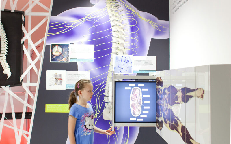 Ein junges Mädchen interagiert mit einer Ausstellung über die menschliche Wirbelsäule und das Nervensystem, die anatomische Diagramme und Informationsdisplays an einer Wand zeigt.