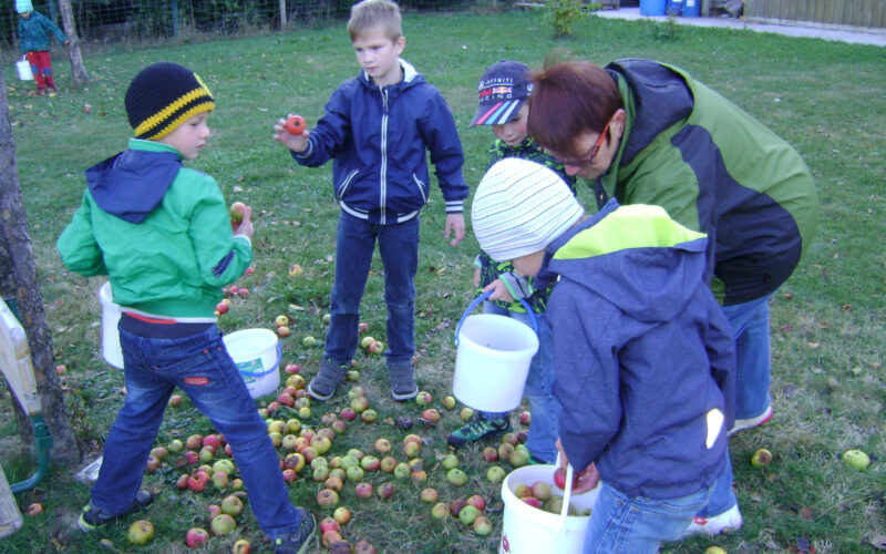 Eine Gruppe von Kindern und ein Erwachsener sammeln auf einer Rasenfläche im Freien in Eimern Äpfel vom Boden.