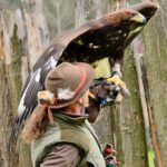 Eine Person mit Hut und Handschuh hält einen großen Adler auf dem Arm, im Hintergrund sind Holzpfosten zu sehen.