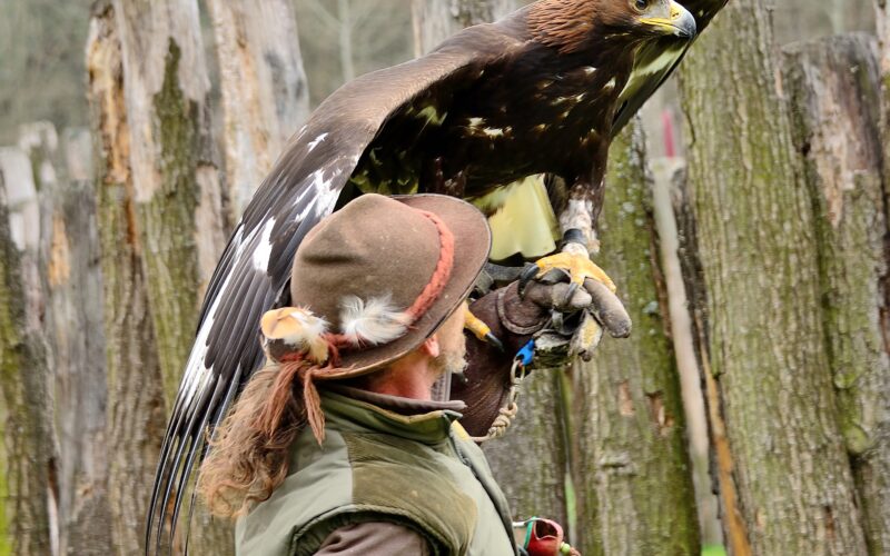 Eine Person mit Hut und Handschuh hält einen großen Adler auf dem Arm, im Hintergrund sind Holzpfosten zu sehen.