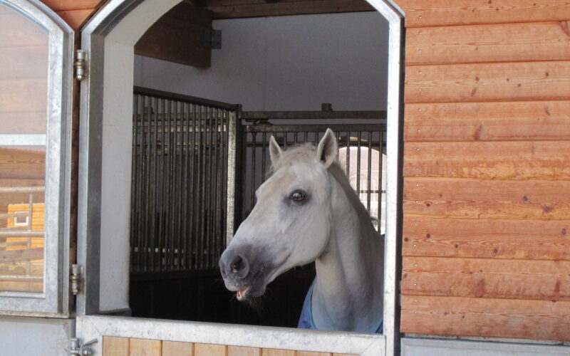 Ein weißes Pferd steht in einem Holzstall und schaut durch eine halb geöffnete Stalltür hinaus.