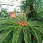 Tropisches Gewächshaus mit einer großen Cycad-Pflanze im Vordergrund, die lange, gewölbte Wedel und neues Wachstum in der Mitte aufweist. Andere Pflanzen und ein Terrakotta-Topf im Hintergrund.
