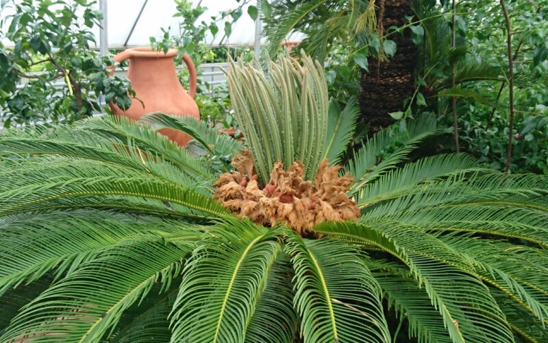 Tropisches Gewächshaus mit einer großen Cycad-Pflanze im Vordergrund, die lange, gewölbte Wedel und neues Wachstum in der Mitte aufweist. Andere Pflanzen und ein Terrakotta-Topf im Hintergrund.