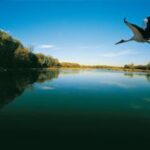 Ein großer Vogel fliegt über einen ruhigen, von Bäumen umgebenen See unter einem klaren blauen Himmel.