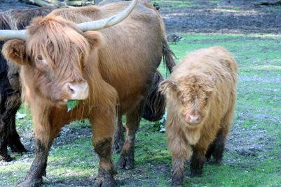 Eine Hochlandkuh mit langen Hörnern steht neben einem Hochlandkalb auf grasbewachsenem Boden, beide mit zotteligem, rotbraunem Fell.