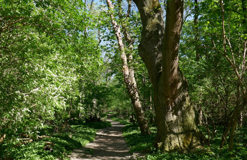 Ein Feldweg führt durch einen grünen Wald mit hohen Bäumen und dichtem Laub unter einem hellen, sonnigen Himmel.