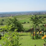 Ein gepflegter Garten mit gelben Blumen blickt auf grüne Felder, sanfte Hügel und eine entfernte Stadt unter einem klaren blauen Himmel.