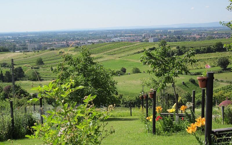 Ein gepflegter Garten mit gelben Blumen blickt auf grüne Felder, sanfte Hügel und eine entfernte Stadt unter einem klaren blauen Himmel.