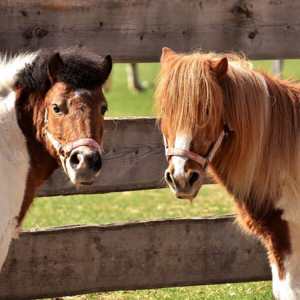 Zwei kleine braun-weiße Ponys mit Halftern stehen neben einem Holzzaun in einem grasbewachsenen Außenbereich und blicken in die Kamera.
