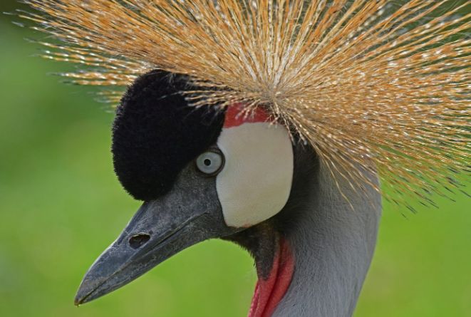 Nahaufnahme eines grauen Kronenkranichs mit schwarzer Krone, weißem Wangenfleck, rotem Kehllappen und einem Fächer aus steifen goldenen Federn auf dem Kopf.