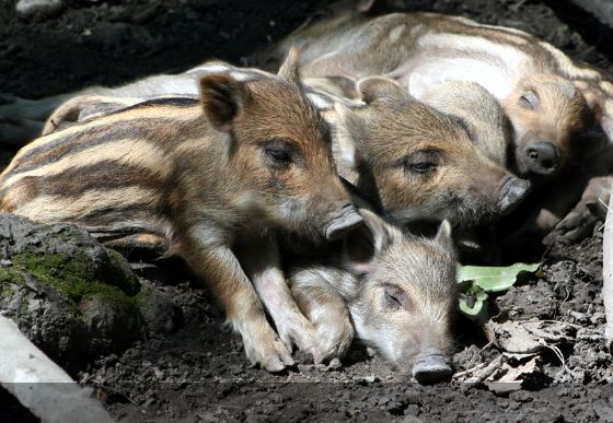 Vier Wildschweinferkel mit gestreiftem Fell liegen dicht nebeneinander auf dem Boden in einem schattigen, erdigen Bereich.