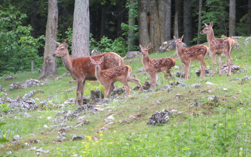 Eine Gruppe von fünf Rehen, darunter ausgewachsene Tiere und Kitze mit geflecktem Fell, steht auf einem grasbewachsenen, felsigen Hügel in einem Waldgebiet.