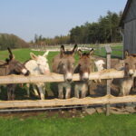 Eine Gruppe von Eseln, darunter ein weißer Esel, steht hinter einem Holzzaun in einem grasbewachsenen Außengehege in der Nähe einer Holzscheune.