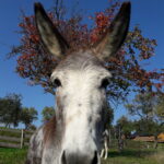 Ein Esel steht auf einer grasbewachsenen Wiese und schaut genau in die Kamera. Im Hintergrund sind Herbstbäume und ein Holzzaun unter blauem Himmel zu sehen.