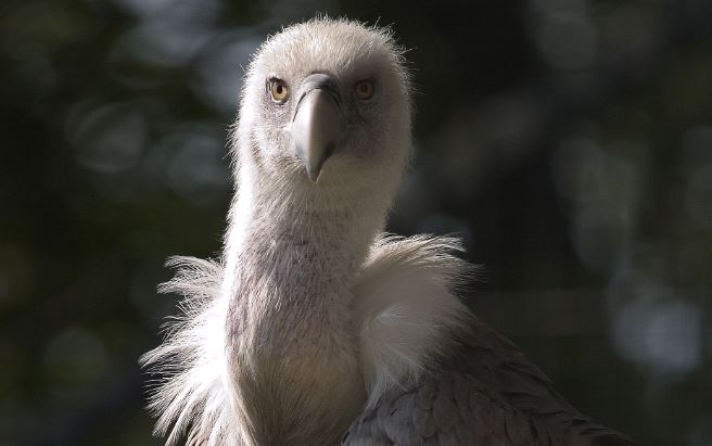 Eine Nahaufnahme eines Geiers mit hellgrauen Federn und spitzem Schnabel, der vor einem dunklen, unscharfen Hintergrund in die Kamera blickt.