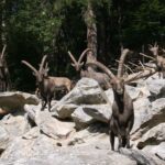 Eine Gruppe Alpensteinböcke mit großen gebogenen Hörnern steht auf felsigem Gelände, umgeben von Bäumen und verstreuten Baumstämmen.