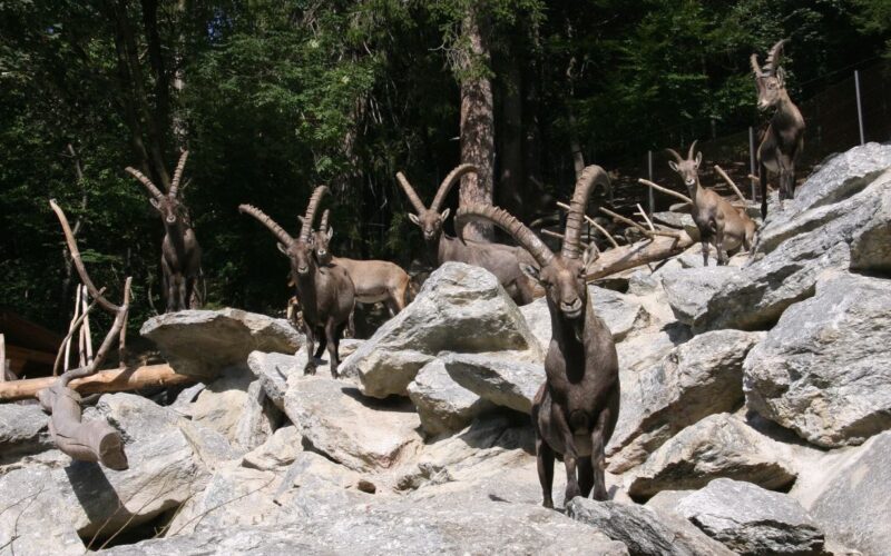 Eine Gruppe Alpensteinböcke mit großen gebogenen Hörnern steht auf felsigem Gelände, umgeben von Bäumen und verstreuten Baumstämmen.