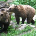 Zwei Braunbären stehen auf Gras und Felsen, wobei ein Bär den anderen in der Nähe eines umgestürzten Baumes und grünen Laubs anstupst.