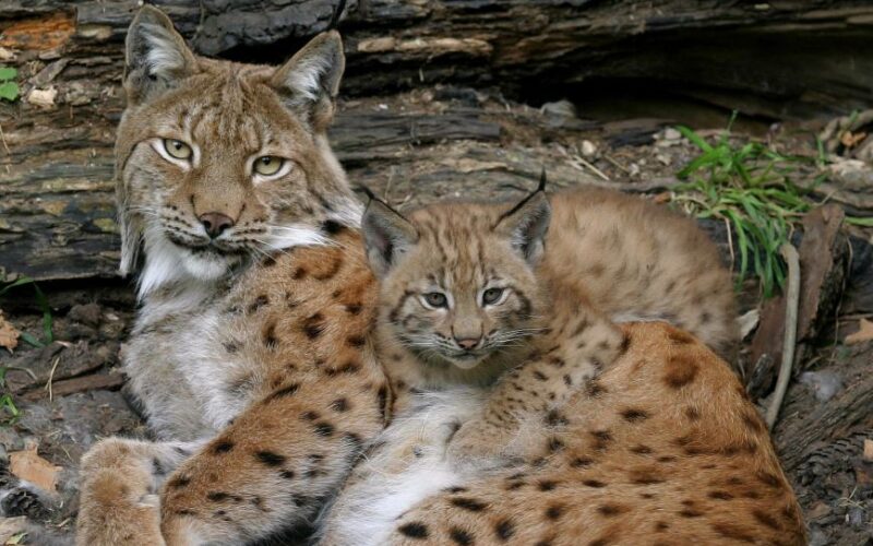 Ein erwachsener Luchs und ein Luchsjunges liegen dicht beieinander auf dem Boden, umgeben von natürlichem Waldabfall und Grün.