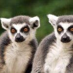 Zwei Ringelschwanzlemuren mit grauem Fell, weißen Gesichtern und großen orangefarbenen Augen sitzen nebeneinander vor einem verschwommenen grünen Hintergrund.
