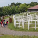 Eine Gruppe von Kindern und Erwachsenen geht einen Weg entlang, der an eingezäunten Gehegen mit weißen Pferden vorbeiführt, in der Nähe eines Gebäudes und umgeben von Grün.