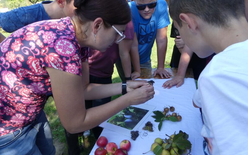 Eine Frau zeigt einer Gruppe von Kindern verschiedene Früchte und Blätter auf einem weißen Tisch im Freien, wahrscheinlich im Rahmen einer pädagogischen oder Naturaktivität.