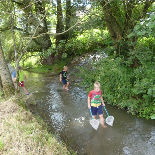 An einem sonnigen Tag gehen drei Kinder mit Fischernetzen in der Hand durch einen seichten Bach, umgeben von Bäumen und grüner Vegetation.