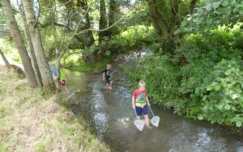 An einem sonnigen Tag gehen drei Kinder mit Fischernetzen in der Hand durch einen seichten Bach, umgeben von Bäumen und grüner Vegetation.