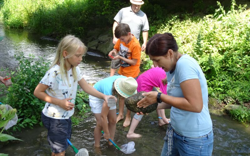 Eine Gruppe von Kindern und ein Erwachsener stehen in einem seichten Bach und untersuchen mit Netzen und Krügen Steine und Wasser, umgeben von Grün.