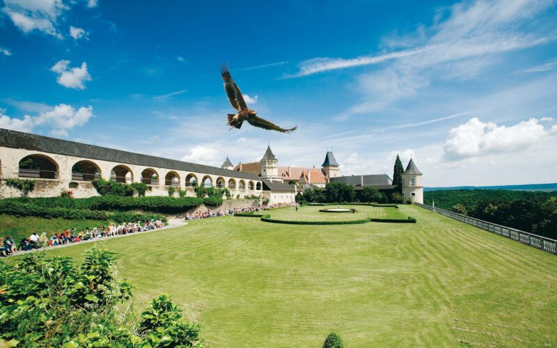 Ein großer Vogel schwebt über einem gepflegten Rasen, der von historischen Steingebäuden und gewölbten Gehwegen unter blauem Himmel umgeben ist.