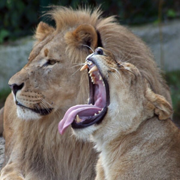 Ein männlicher Löwe sitzt neben einer Löwin, die gähnt und dabei ihre Zähne und Zunge zeigt. Beide ruhen sich auf dem Boden aus.