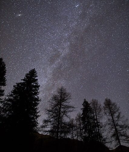 Nachthimmel voller Sterne, mit Silhouetten hoher Bäume im Vordergrund.