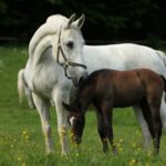 Ein weißes, erwachsenes Pferd steht auf einer grünen Wiese neben einem dunkelbraunen, grasenden Fohlen. Im Hintergrund sind gelbe Blumen und andere Pferde zu sehen.