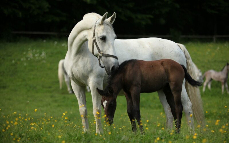 Ein weißes, erwachsenes Pferd steht auf einer grünen Wiese neben einem dunkelbraunen, grasenden Fohlen. Im Hintergrund sind gelbe Blumen und andere Pferde zu sehen.