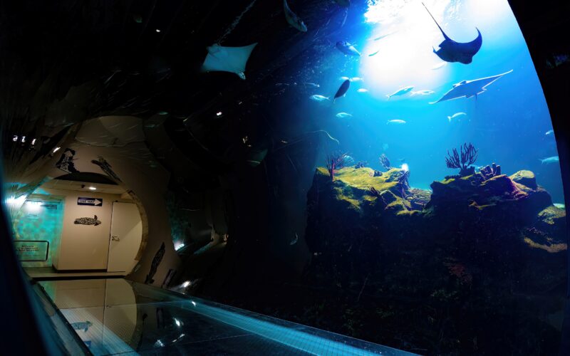 Ein Glastunnel im Inneren eines Aquariums mit einem großen Becken mit Rochen, Fischen und Korallen, das von oben mit blauem Licht beleuchtet wird.